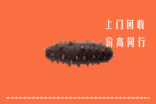 城子河区回收海参